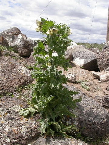 henbane, black